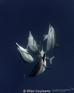 "Acceptance"
Spinner dolphins in Kona, Hawaii by Ellen Cuylaerts 